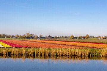 Row or line of colourful tulips field in countryside farm with warm sunlight in morning, Tulips are...