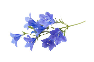 Dessert Bluebell Flower Isolated on Transparent Background