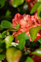 Red flowers of Japanese quince.