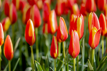 Selective focus of red yellow flowers in garden, Tulips are plants of the genus Tulipa,...