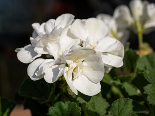 White pelargonium flower in detail.