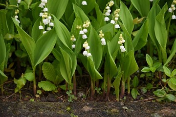 lily of the valley blooming in a flower bed - obrazy, fototapety, plakaty