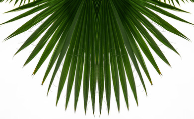 green leaves coconut isolated on white background. Palm tree branch