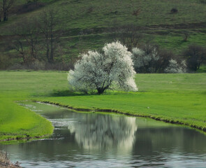 landscape with trees and pond