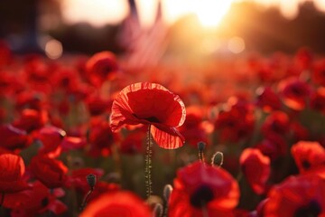 Vivid red poppies blooming in sunlight with soft focus background