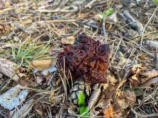 Detail shot of mushroom Gyromitra gigas, commonly known as giants false morel, snow morel, snow false morel, calf brain or bull nose