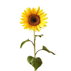 A sunflower standing proudly against a clear transparent background
