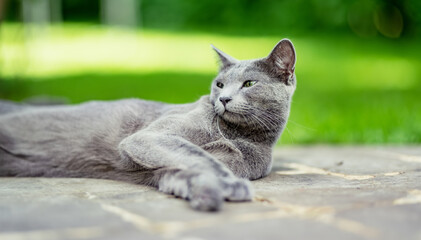 Young playful Russian Blue cat relaxing in the backyard. Gorgeous blue-gray cat with green eyes...