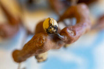 Rare fruit, Japanese grape, (Hovenia dulcis), ripe on selective focus and white background. Uva-japão