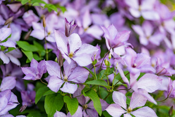 Flowering purple clematis in the garden. Flowers blossoming in summer.