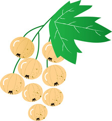 Sprig berries white currant organic