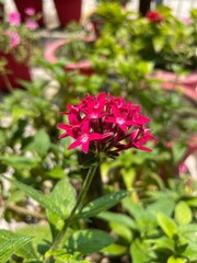 Flower of Pentas lanceolata Indian native