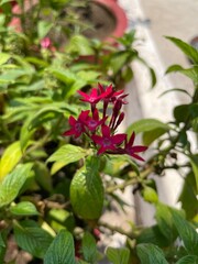 Flower of Pentas lanceolata Indian native