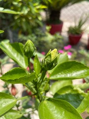Flower of Pentas lanceolata Indian native
