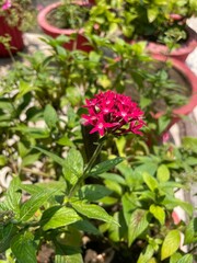 Flower of Pentas lanceolata Indian native