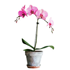Naklejka na ściany i meble A vibrant pink orchid blooms beautifully in a pot against a transparent background