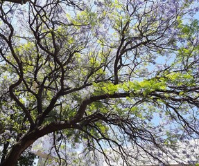 Fototapeta premium Arboles en la ciudad