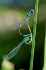 Pareja de Libélulas apareándose en Madrid