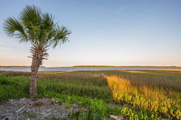 Fototapeta premium Palmetto tree with marsh and river background