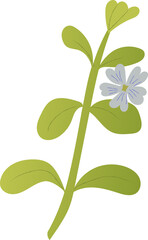 Bacopa green healthy organic food