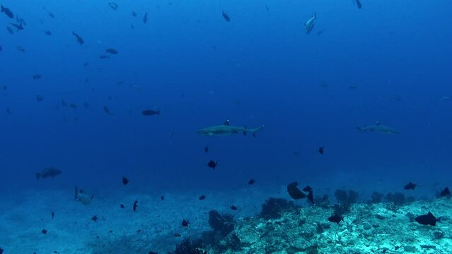 Wildlife underwater - White tips sharks swimming in deep blue water