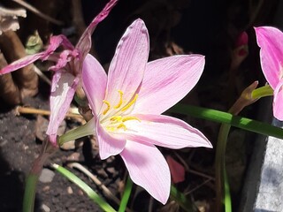 Flor de color rosa © Omar