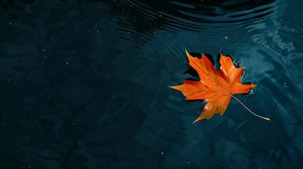 Fototapeta na wymiar A Fiery Orange Autumn Leaf Floating in a Serene Dark Blue Pond