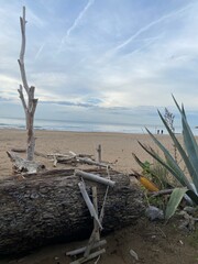 tree on the beach