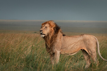 Lion, Maasai Mara, Kenya