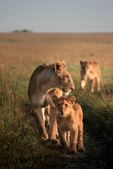 Lioness and cub, Maasai Mara, Kenya