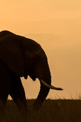 Elephant silhouette, Maasai Mara, Kenya
