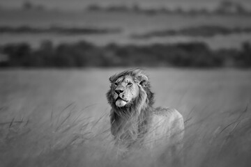 Lion with head high, Maasai Mara, Kenya