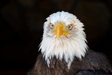 Close up of bald eagle, United states of America icon, representing freedom, independence and...