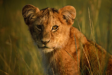 Lion cub, Maasai Mara, Kenya