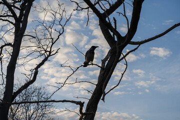 The Black Raven is standing on a tree branch.