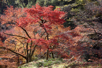 秋の神護寺　境内の紅葉　京都市右京区高雄