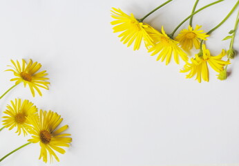Yellow flowers on a white background. Top view, space for text, copy space, background, postcard