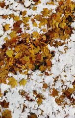 autumn leaves background