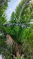 Obraz premium palm tree in the sun