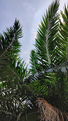 palm tree leaves