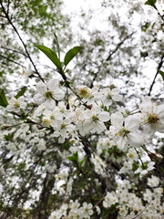 white cherry blossom