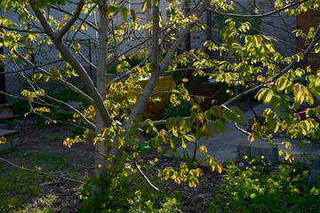 Walnut-tree with spring young leaves in sun backlit.