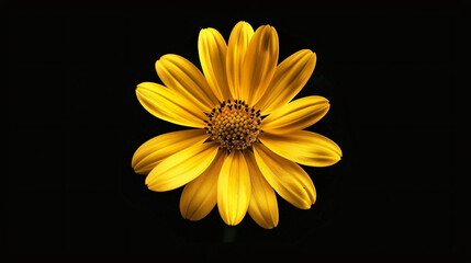 Yellow flower on black background