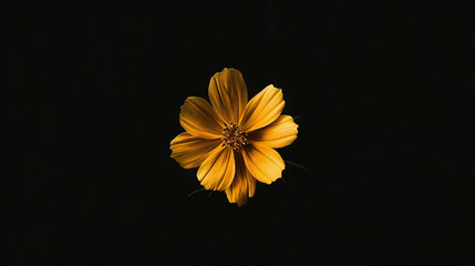 Yellow flower on black background