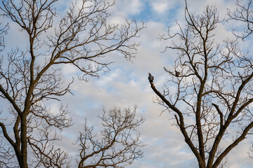 A pair of pigeons is standing on a tree branch and watching the surroundings.

