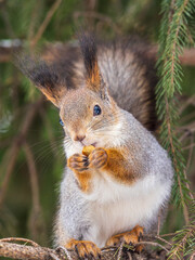 The squirrel with nut sits on tree in the winter or late autumn