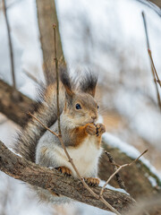 The squirrel with nut sits on tree in the winter or late autumn