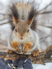 Squirrel eats nuts from a man's hand. Caring for animals in winter or autumn.