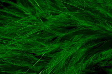 green litle feather macro foto