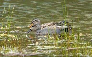 Male and female gadwall ducks on a pond